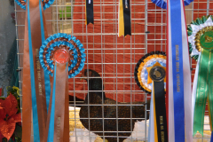 DSC_0183