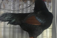 Danny-Mackney-Cock-Bird
