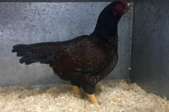 Danny-Mackney-Hen