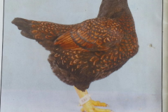 Guy-Fahey-Bantam-Dark-Hen