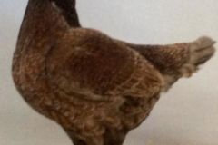 Margaret-Scott-Blue-Laced-Hen