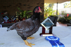 Steve-Constantine-Blue-Laced-Hen-2015