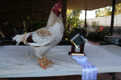 Steve-Constantine-Champion-Large-Jubilee-Cock-2015