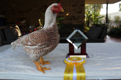 Steve-Constantine-Large-Jubilee-Hen-2015