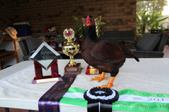 Steve-Constantine-Reserve-Champion-2015