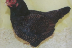 Faheys-Sydney-Royal-Grand-Champion-2001